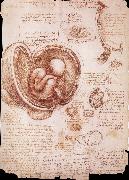 LEONARDO da Vinci The embryo in the Uterus oil painting artist